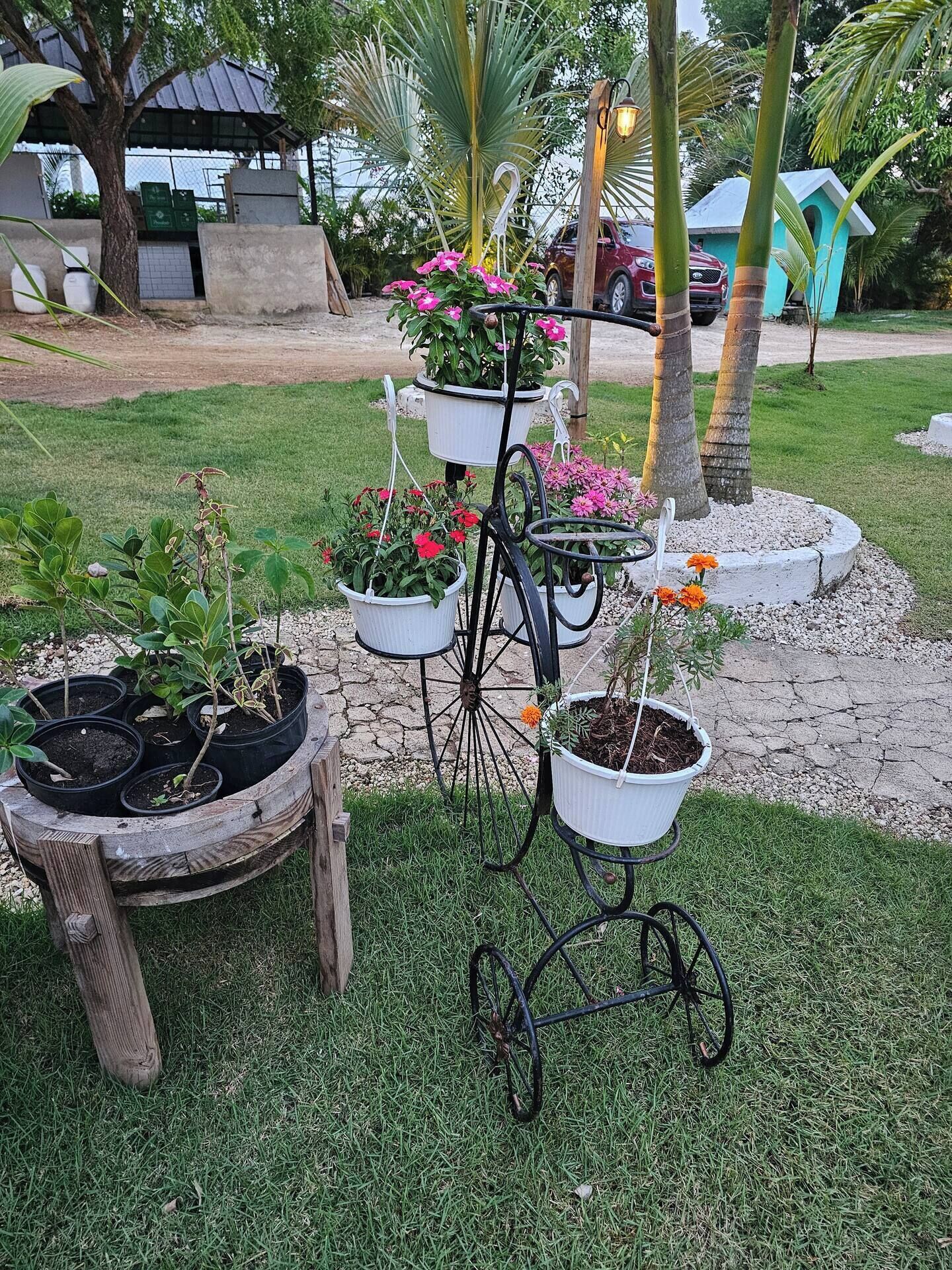 Een tuin met potplanten, gerangschikt op een fietsenstandaard.