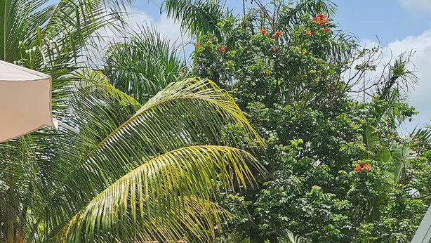 A well-maintained garden with various tropical plants and a palm tree. - Cabaña Elian (Higüey)