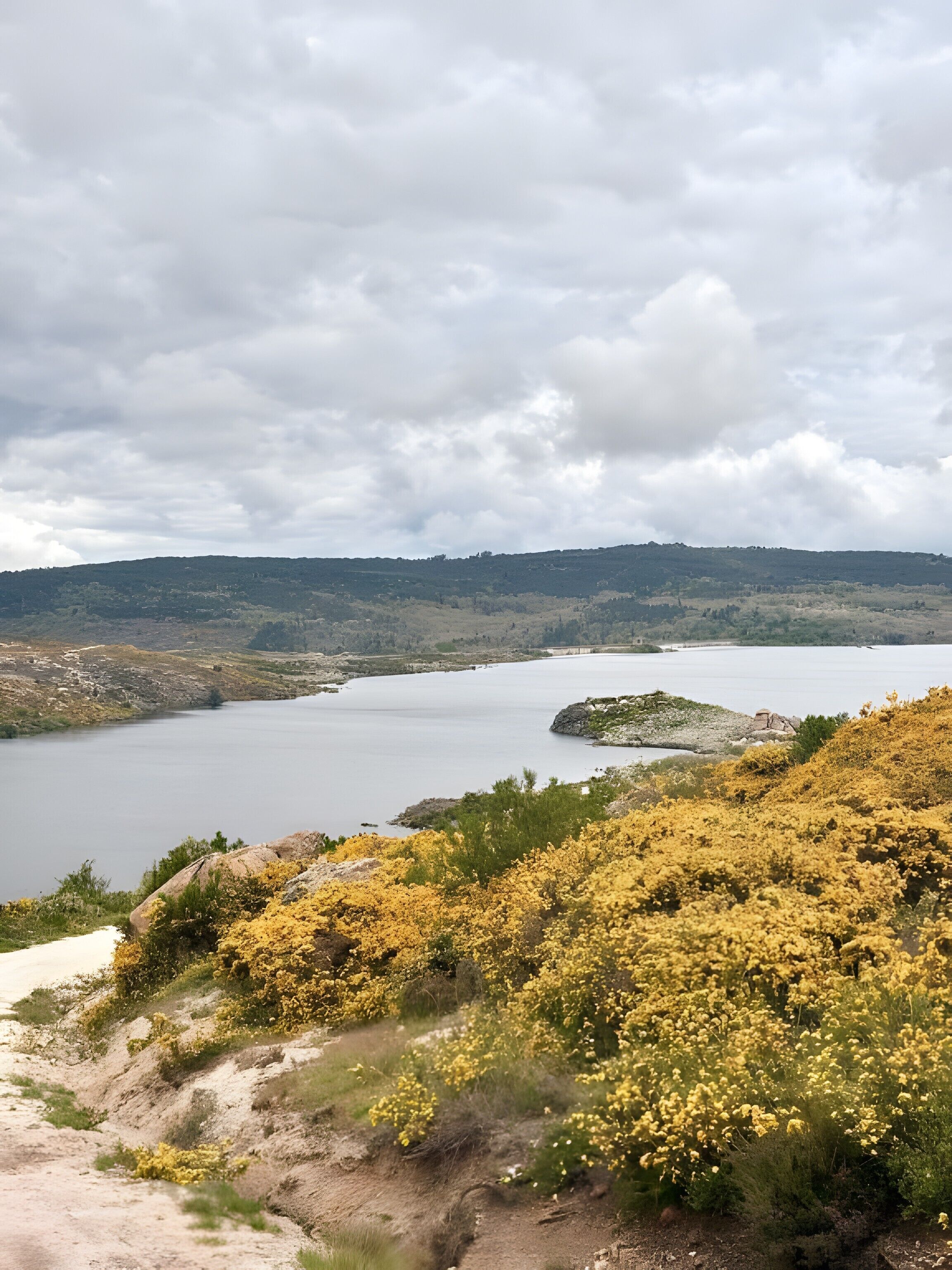 Paisaje con un lago, colinas y arbustos florecientes de color amarillo.