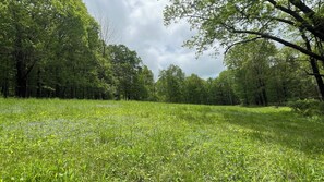 A natural landscape with a grassy field and trees.