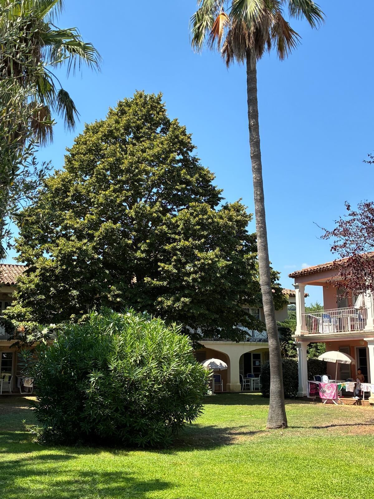 Un árbol grande frente a un edificio con balcón y mesas al aire libre.