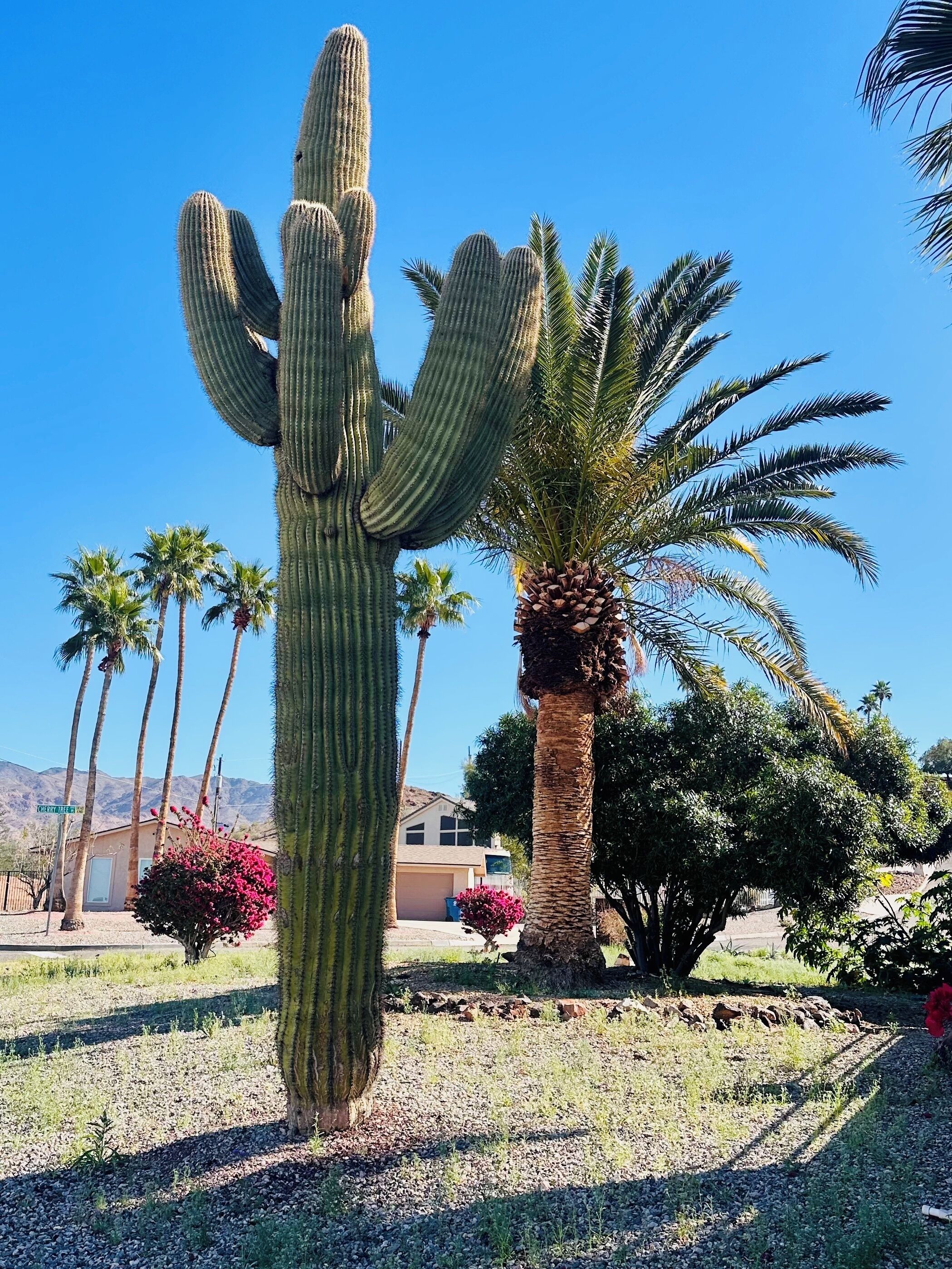 A large cactus in a landscaped garden with palm trees and a building in the background.