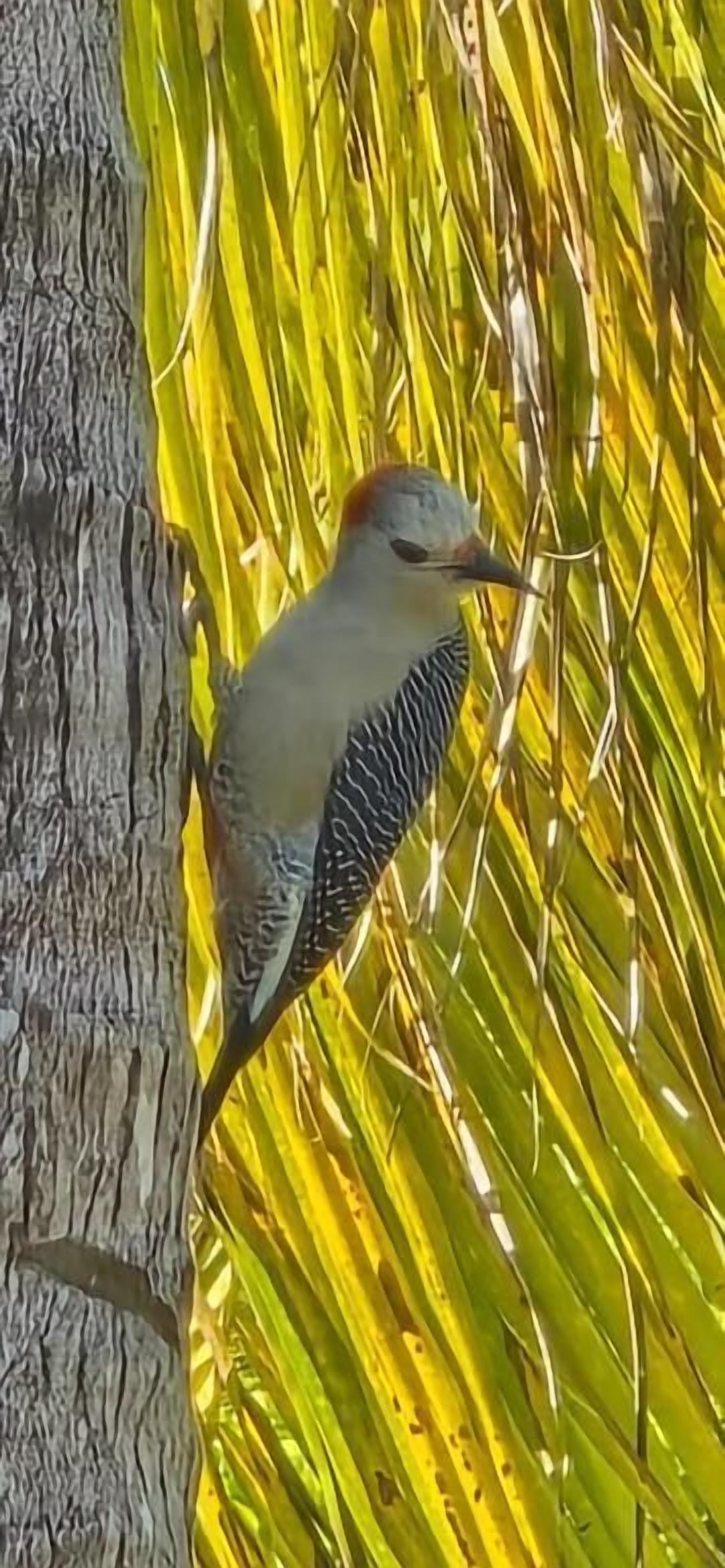 A bird perched on a tree branch.