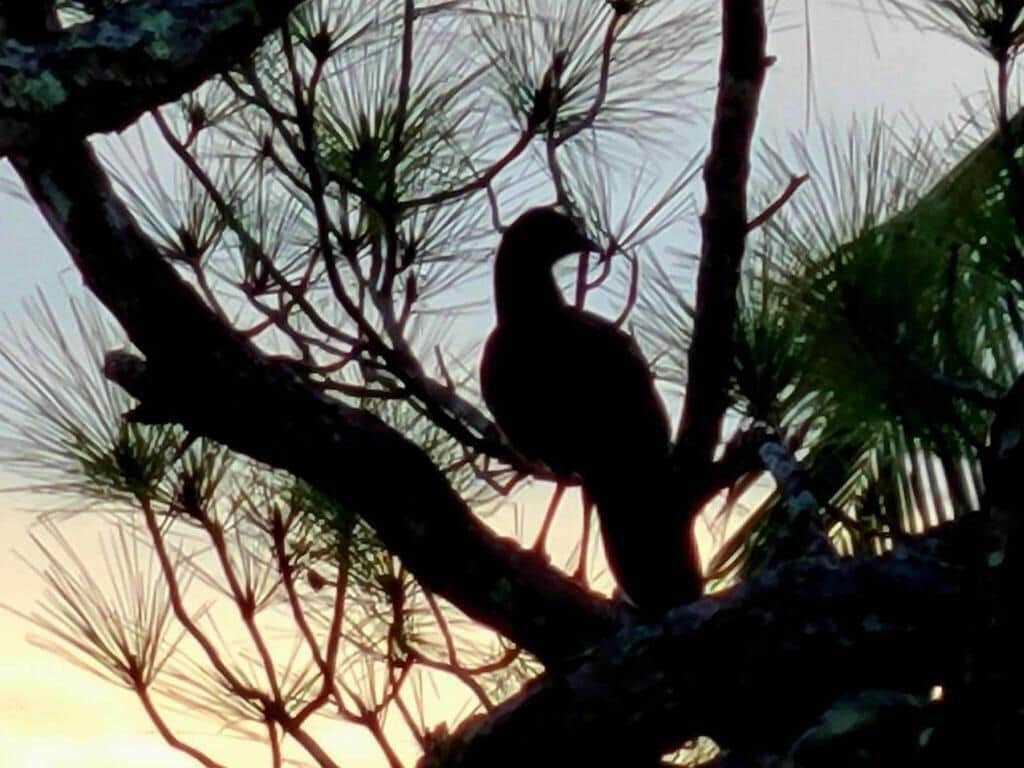 A silhouette of a bird perched on a branch.