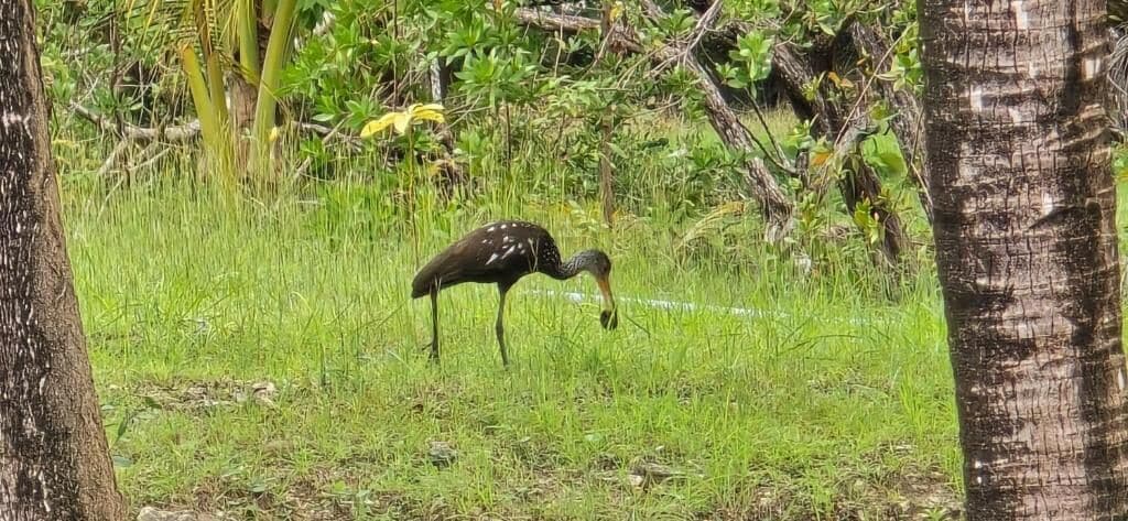 Un pájaro en un entorno natural con árboles y hierba.