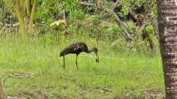 Un pájaro en un entorno natural con árboles y hierba.
