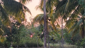 A pool surrounded by palm trees and greenery.