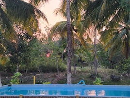 Una piscina rodeada de palmeras y follaje.