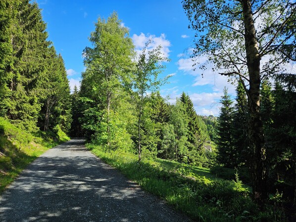 A paved road flanked by dense green trees and a clear blue sky.