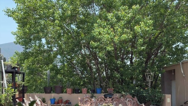 Een terras buiten, met een tafel en stoelen, omringd door potplanten en een grote boom.