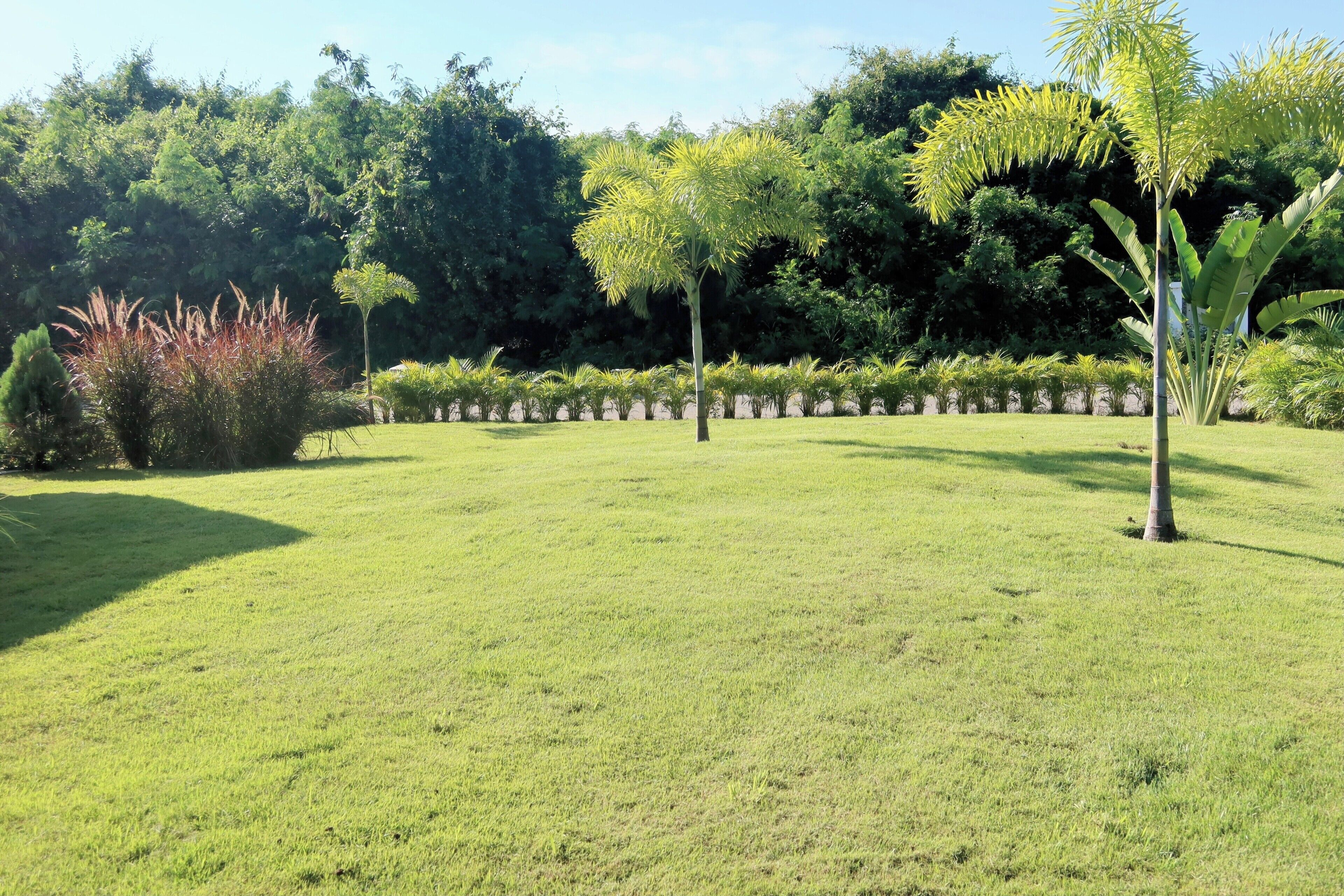 A well-maintained grassy lawn with a row of palm trees and dense shrubbery in the background.