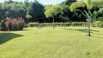 A well-maintained grassy lawn with a row of palm trees and dense shrubbery in the background.