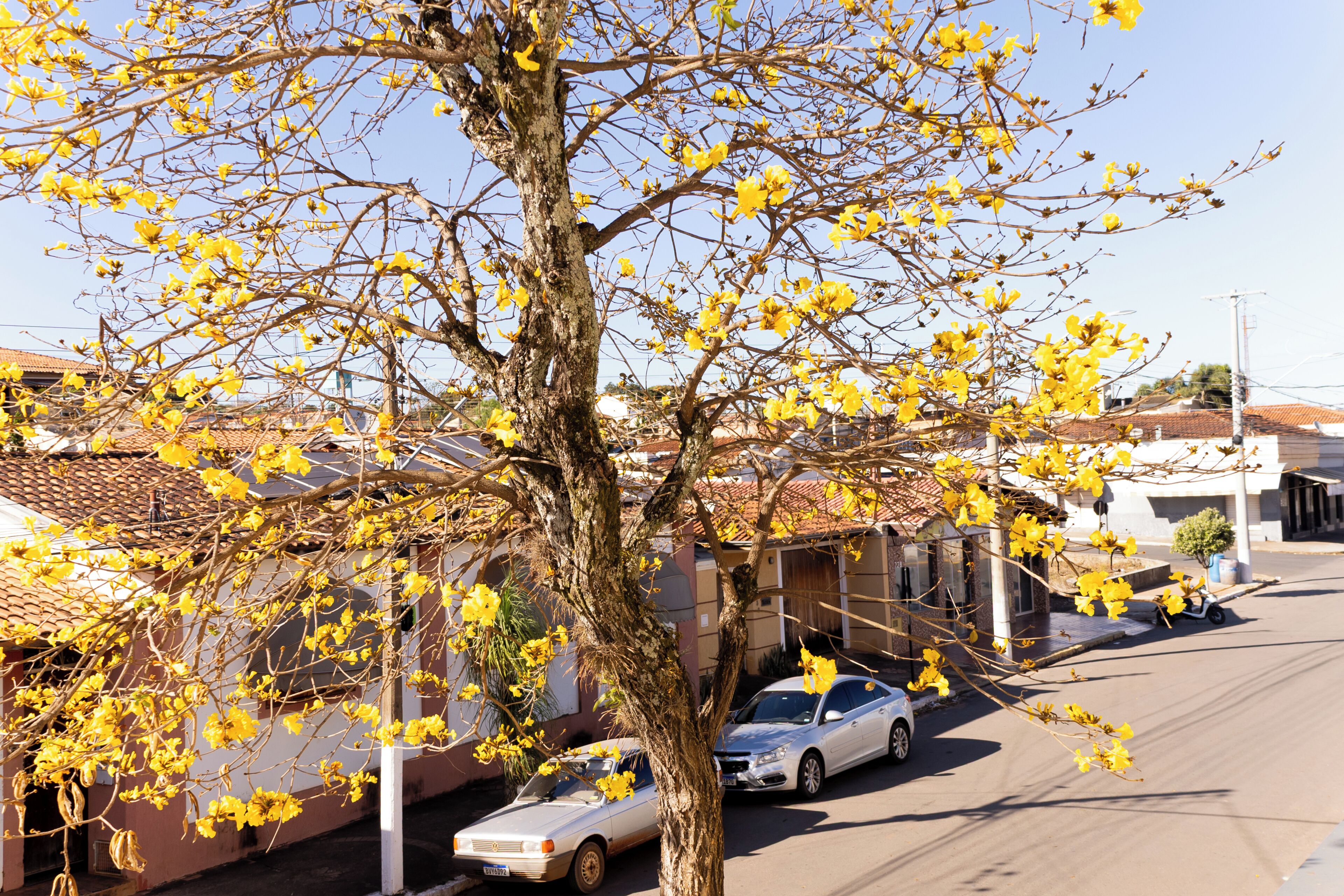 A street scene with a tree bearing yellow flowers, a parked car, and buildings with red-tiled roofs.
