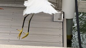 Ein weißer Vogel, möglicherweise ein Reiher, sitzt auf einem Geländer, in der Nähe befindet sich ein gelbes Objekt.