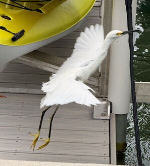 A white bird, possibly a heron, perched on a railing with a yellow object nearby. - Beautiful waterfront condo with stunning views of Mooring Bay (Naples)