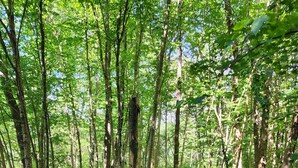Ein dicht bewaldeter Wald mit hohen Bäumen und einer mit grünem Laub und abgebrochenen Ästen bedeckten Bodenfläche.
