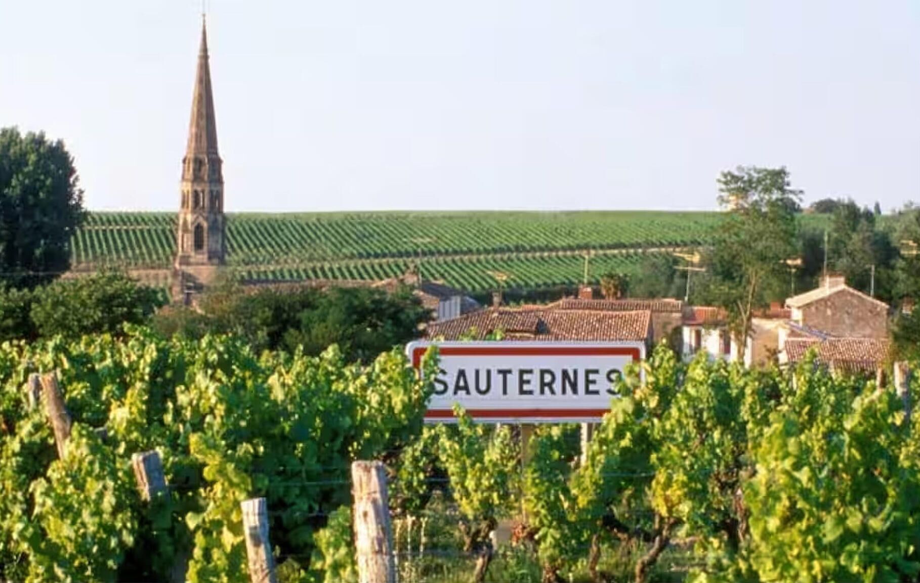 A vineyard with rows of grapevines, a church spire, and a sign reading 'SAUTERNES'.