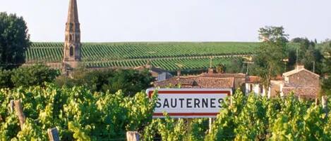 A vineyard with rows of grapevines, a church spire, and a sign reading 'SAUTERNES'.