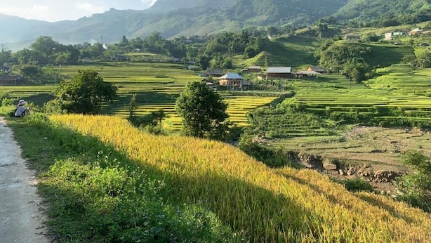 Campos de arroz en terrazas, algunas casas y una persona sentada en el suelo.