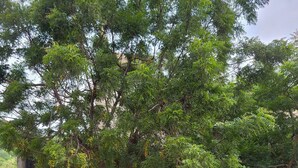 A natural outdoor area with trees, a gravel path, and a stone wall. - Eco House | Private and Quiet Loft | Perfect for Long Stays (Taganga)
