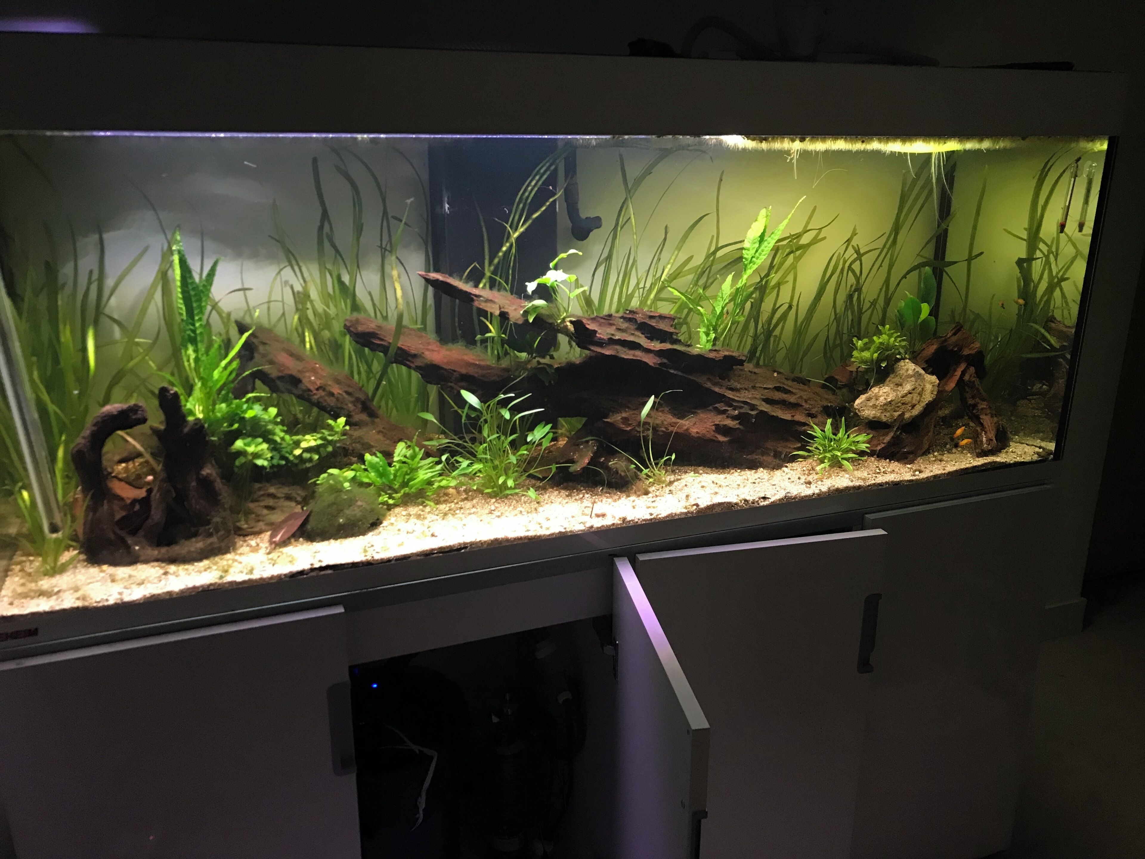 Ein rechteckiges Aquarium mit Wasserpflanzen und Treibholz.