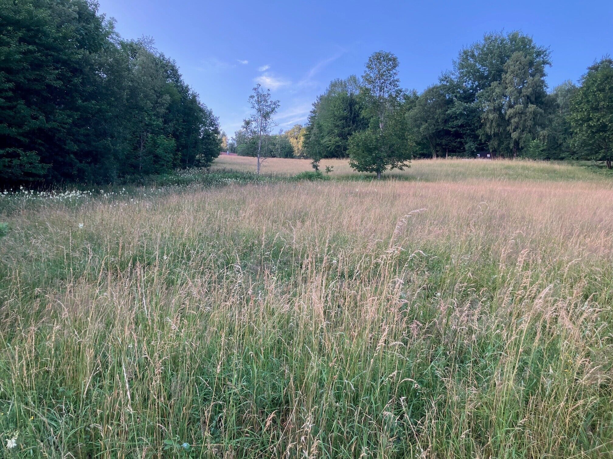Een grasveld met bomen op de achtergrond.