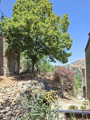 A stone pathway leading to a rustic building with a large tree in the foreground. - A peaceful retreat—the perfect starting point for exploring the untamed beauty of Corsica’s valleys. (Moltifao)