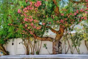 A tree with pink flowers in front of a white wall. - Villa in Marrakech - La Badira Neighborhood - Hammamet, with a pool 300 meters from the beach (hammamet)