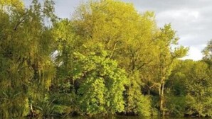 Um jardim tranquilo com lago, vegetação exuberante e um deck de madeira.