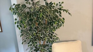 A room with a bed, a potted plant, and a woven basket. - Elegance, tranquility, and comfort. Close to everything. (Schenectady)