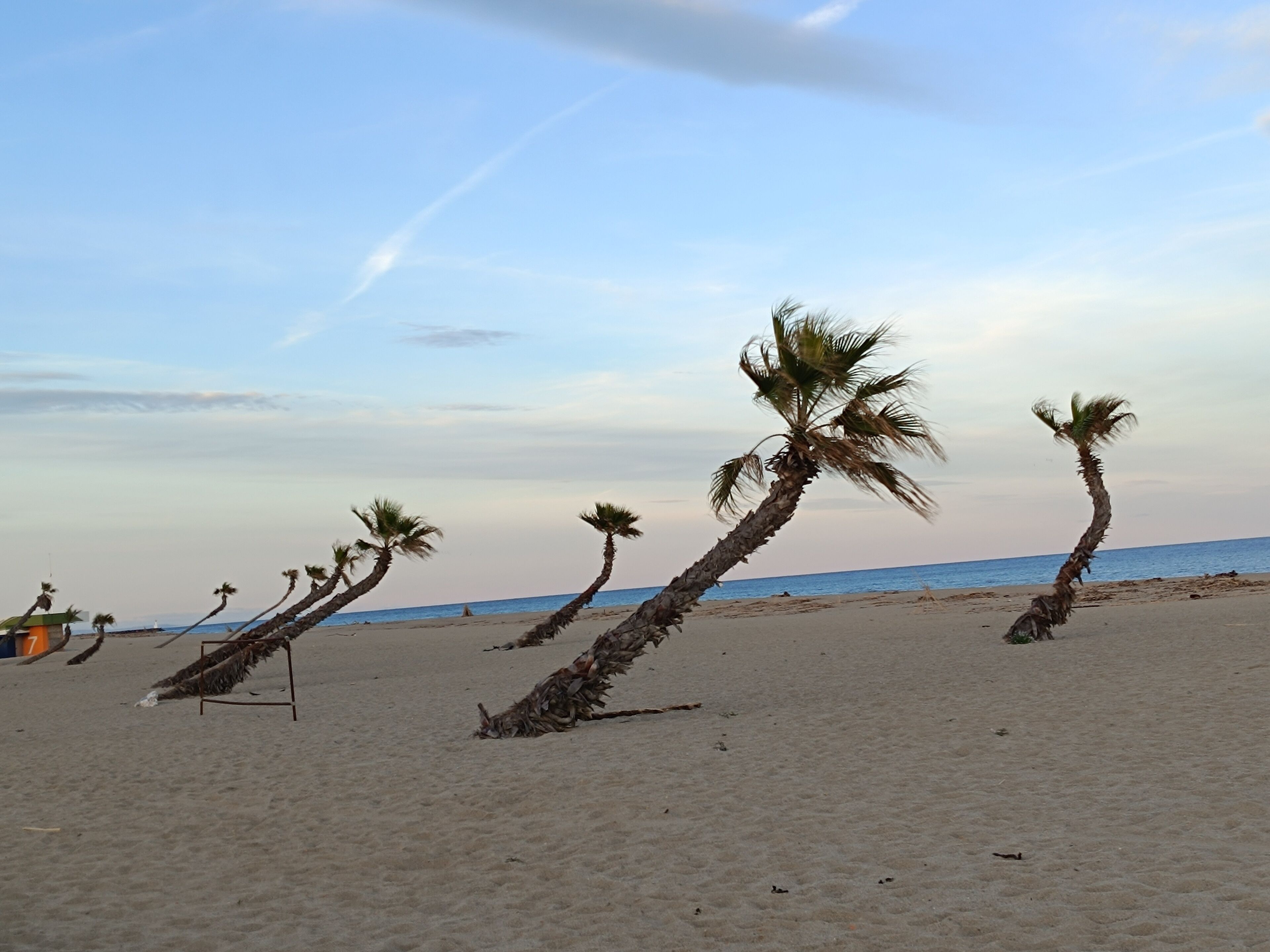 A beach with palm trees and a clear sky.