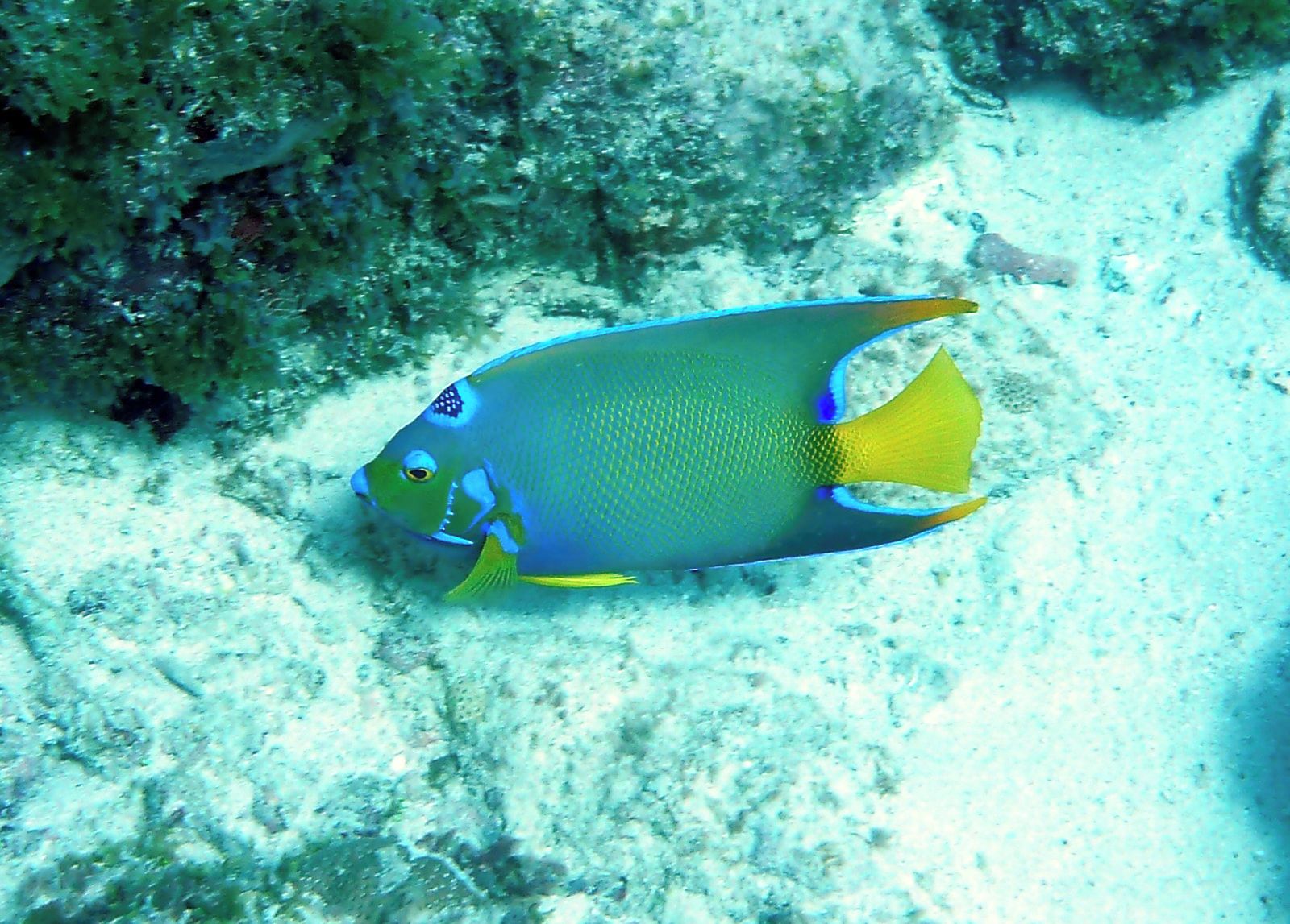 Een vis met een blauw en geel lichaam zwemt nabij een rotsachtig onderwater oppervlak.