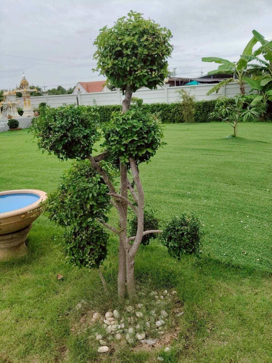 Ein gepflegter Garten mit einem zentralen Baum, einem Steingefäß und einem akkurat gestutzten Rasen.