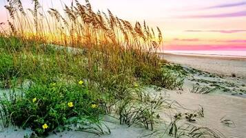 A beach with sand dunes, grasses, and wildflowers.