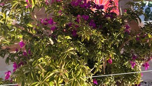 Ett område vid poolen med ett parasoll av halmtak, solstolar och bougainvilleablommor.