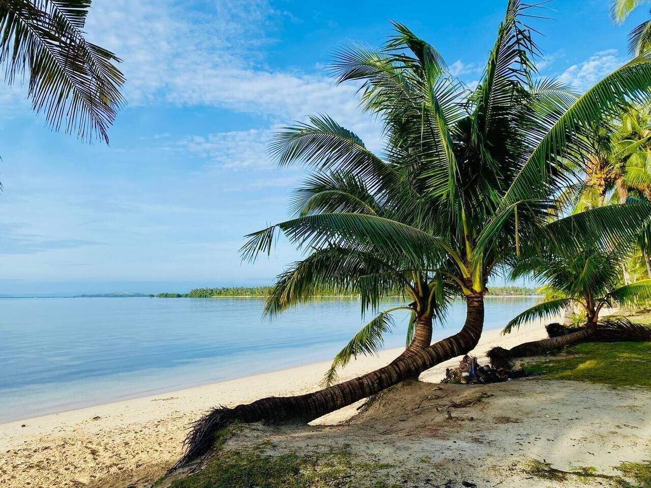A beach with palm trees and a clear view of the water.