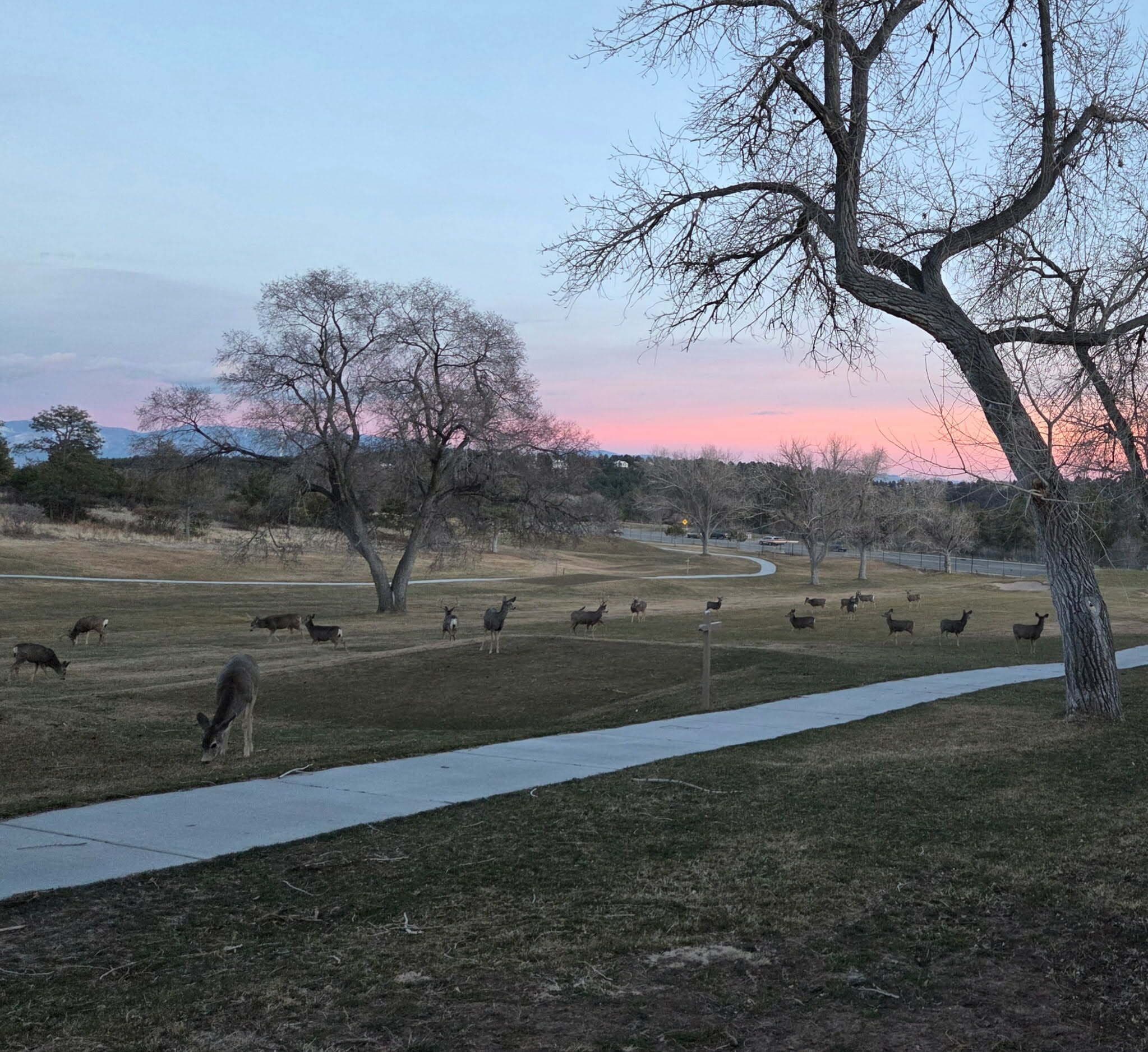 A park with a walking path, trees, and grazing deer.