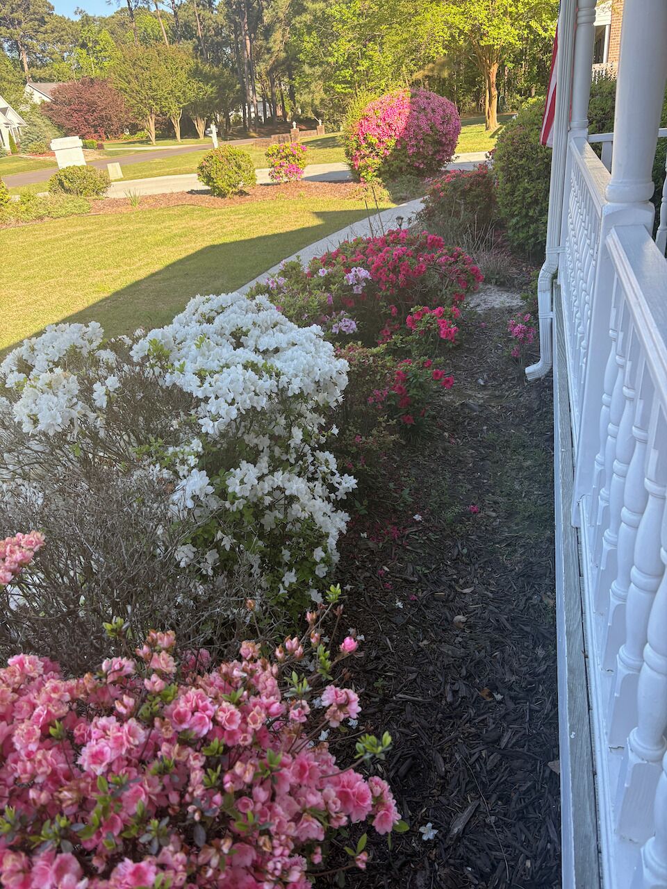 A garden with various flowering shrubs and a pathway.