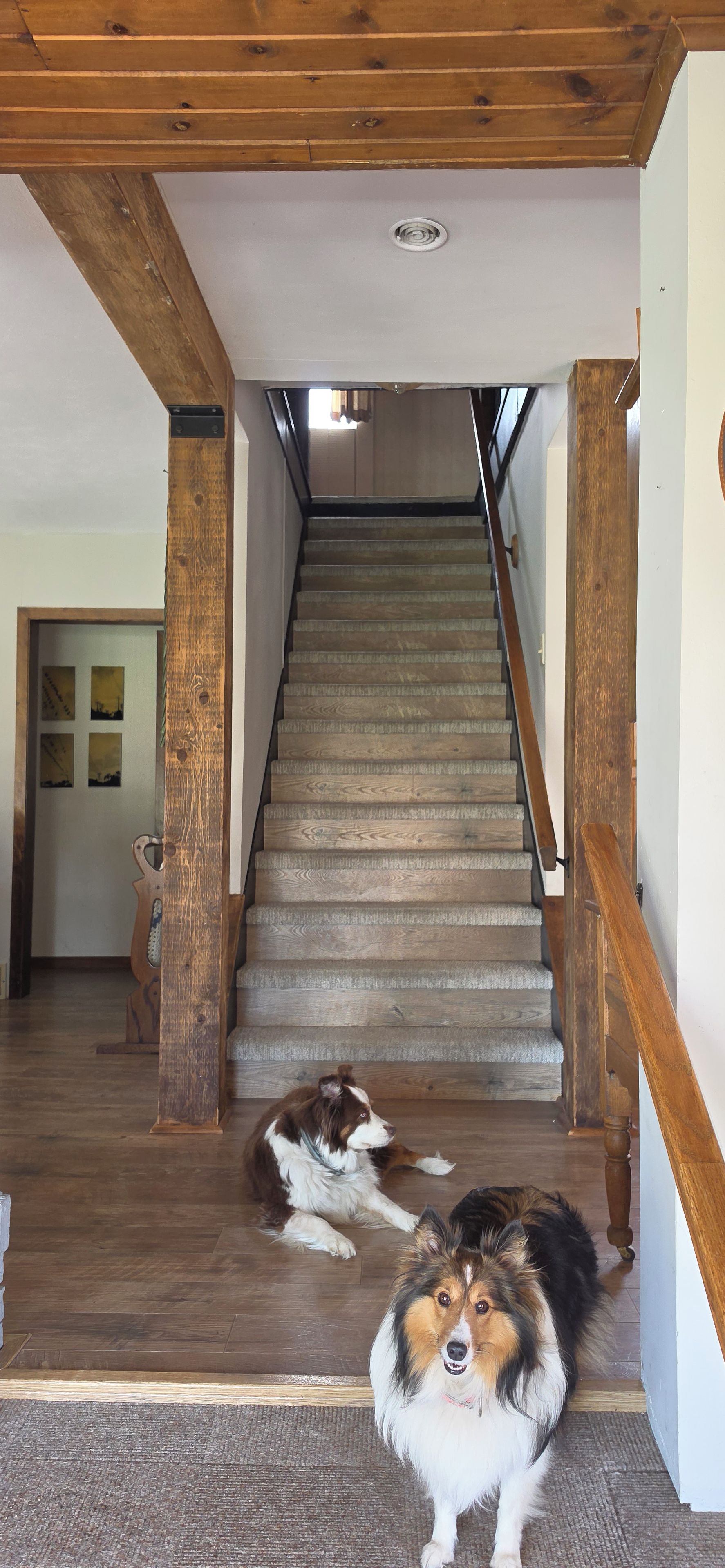 A wooden staircase with a dog lying on the steps and another dog standing at the bottom.