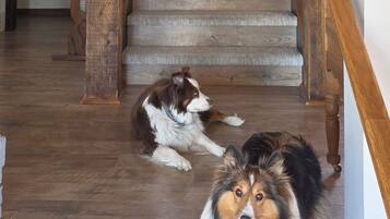 A wooden staircase with a dog lying on the steps and another dog standing at the bottom.