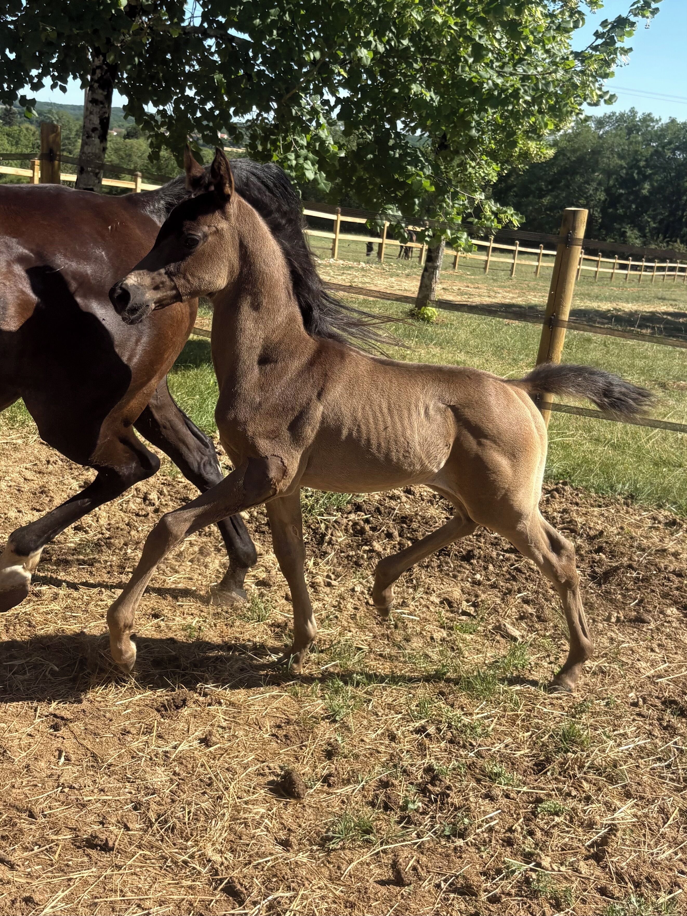 Two horses in a fenced area with dry grass and trees in the background.