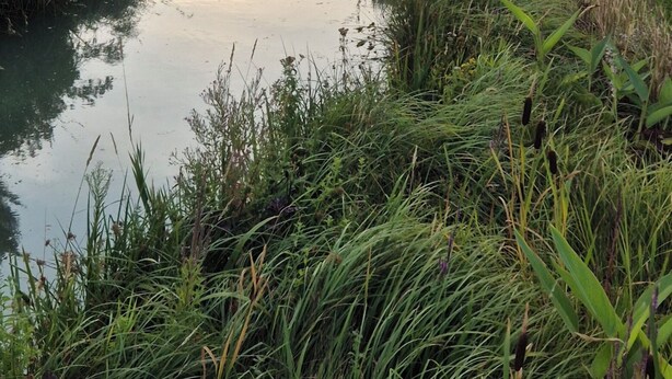 Un étroit canal bordé d’une végétation luxuriante et de bâtiments résidentiels.