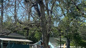 Un espace extérieur verdoyant avec deux chaises bleues, une nichoir jaune et un arbre.