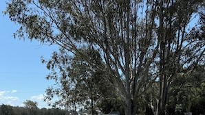 A utility box with a cable connected to it, a white fence, and a large tree in the background. - Five Mile Motel (South Grafton)