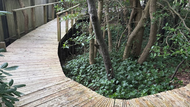A wooden deck with a curved design, surrounded by trees and greenery.