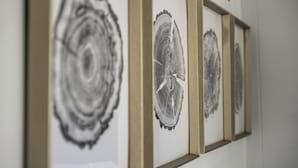 A series of framed artworks on a wall. - Lumber Jill Lodge Rooms (Balsam Lake)