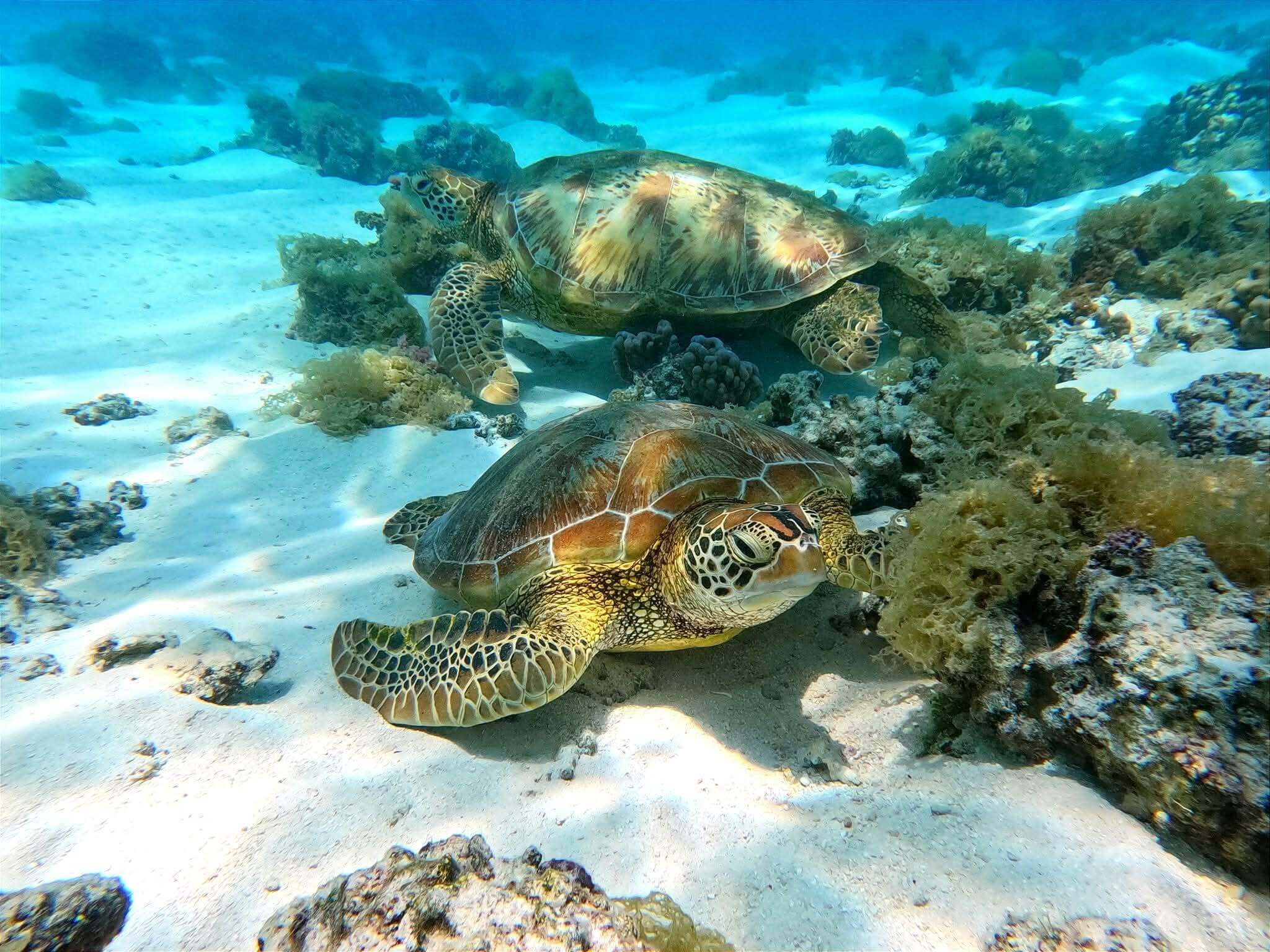 Two sea turtles on a sandy seabed with coral formations.