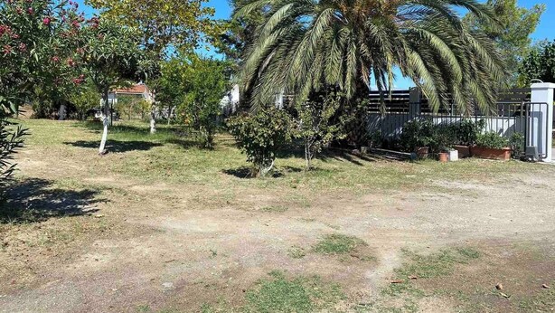 A garden with a palm tree, a small tree with pink flowers, and a fenced area. - Beach View House with Private Garden (ΧΑΛΚΙΔΑ)
