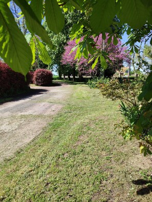 A paved driveway leading to a house surrounded by lush greenery and flowering trees. - Bohemian & Nature Retreat (Nuaillé-d'Aunis)