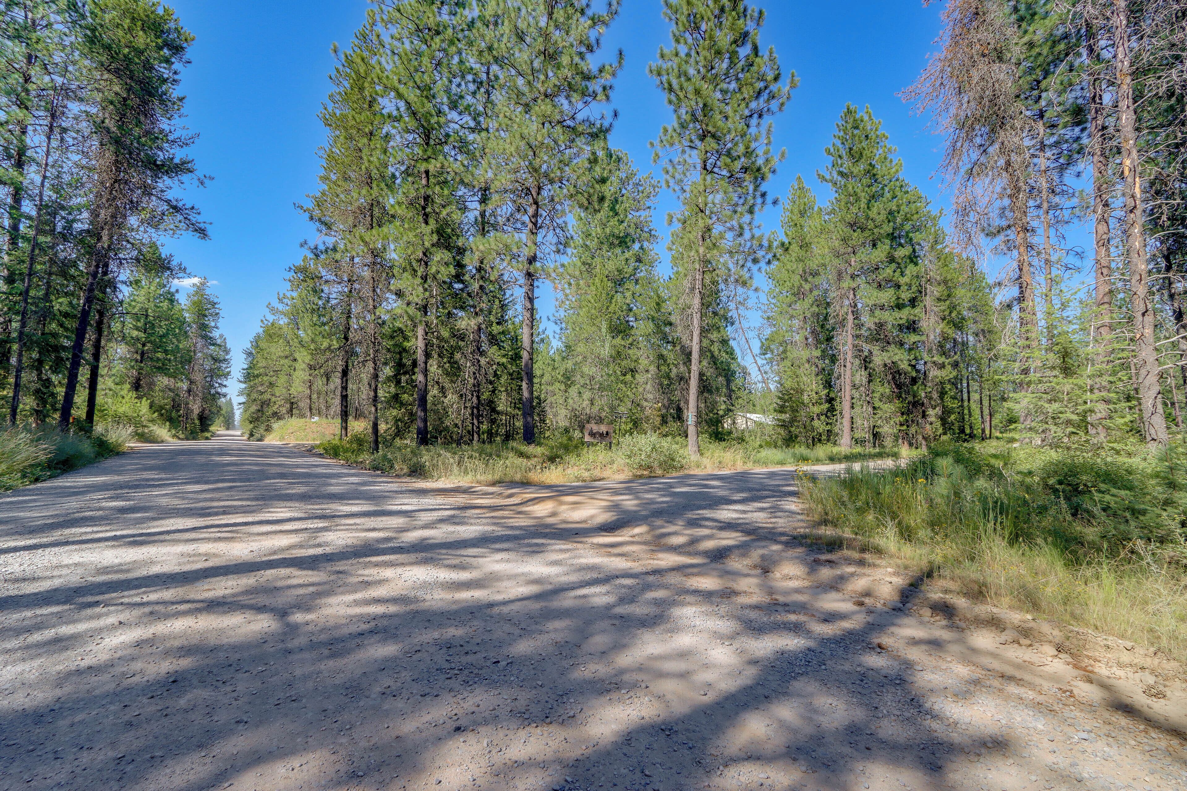 A gravel road flanked by tall pine trees under a clear blue sky.